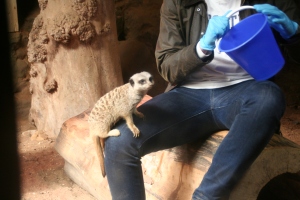 This meerkat is going to make damn sure that there is no food left in that bucket. 